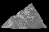 Wide Fossil Seed Fern Plate - Pennsylvania #76923-1